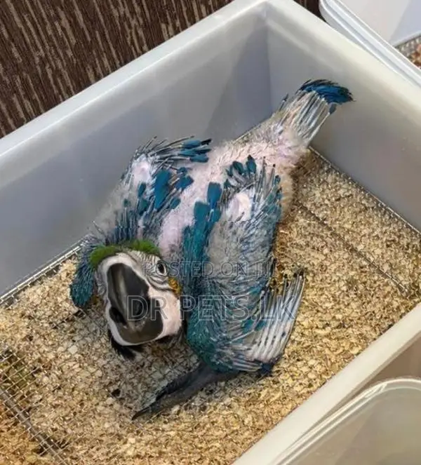 Macaw bird chicks