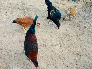 roosters