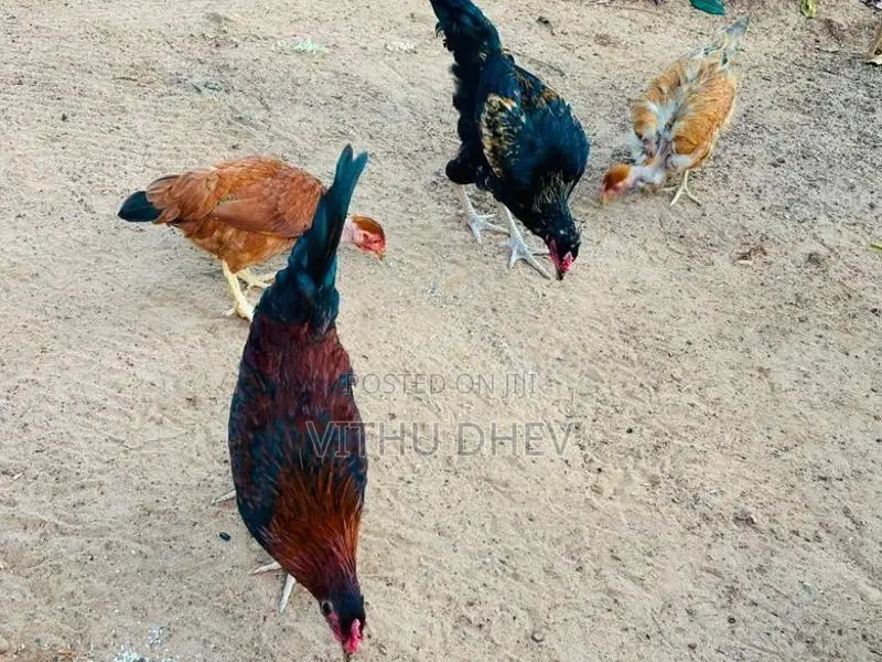 roosters