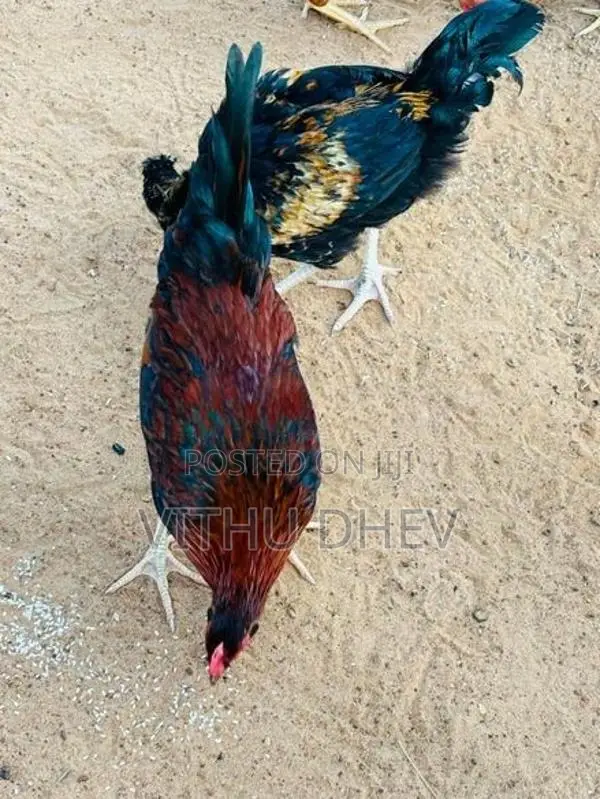 roosters
