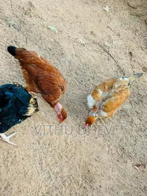 roosters