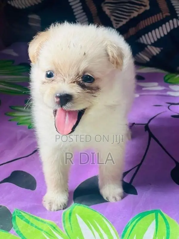 Pomeranian Puppies