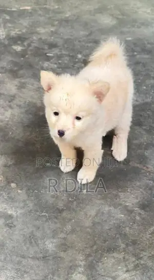 Pomeranian Puppies