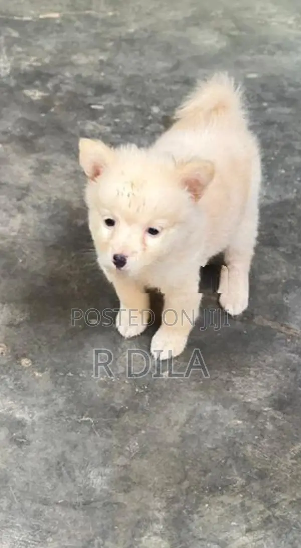 Pomeranian Puppies