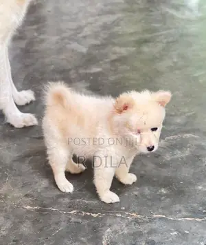 Pomeranian Puppies