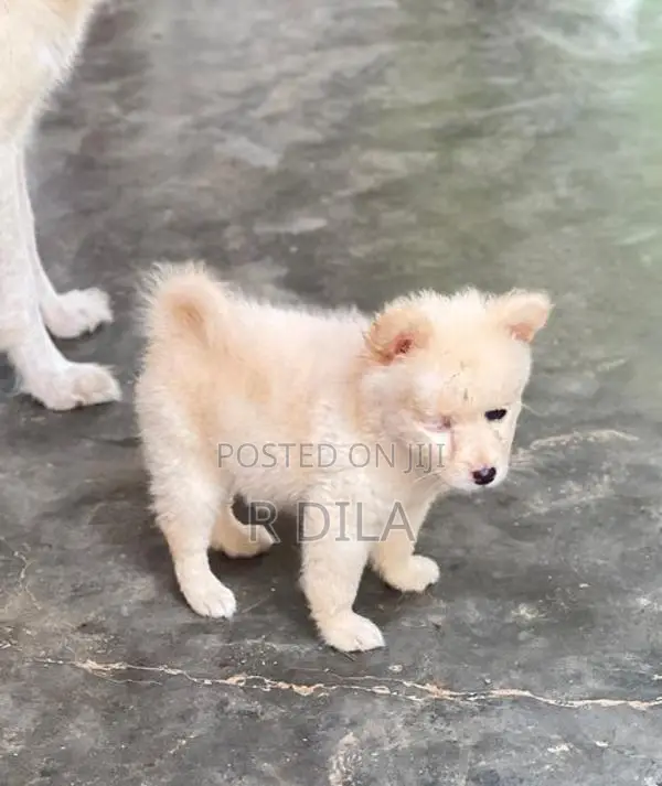 Pomeranian Puppies