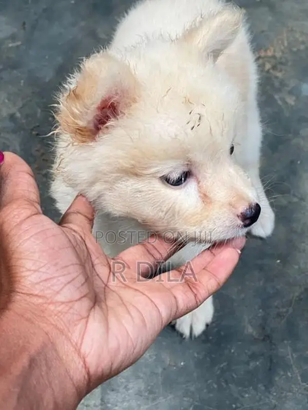Pomeranian Puppies