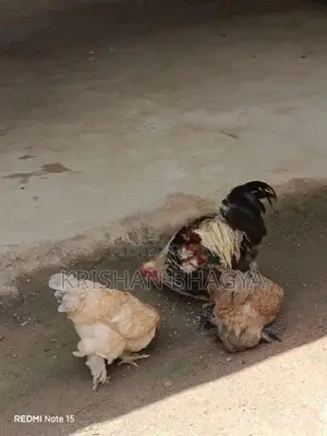 Brahma