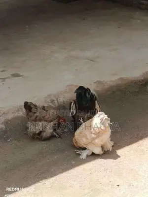 Brahma