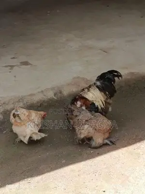 Brahma