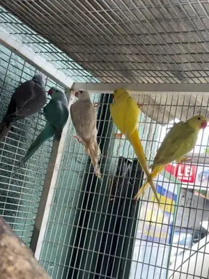 Indian Ring Neck