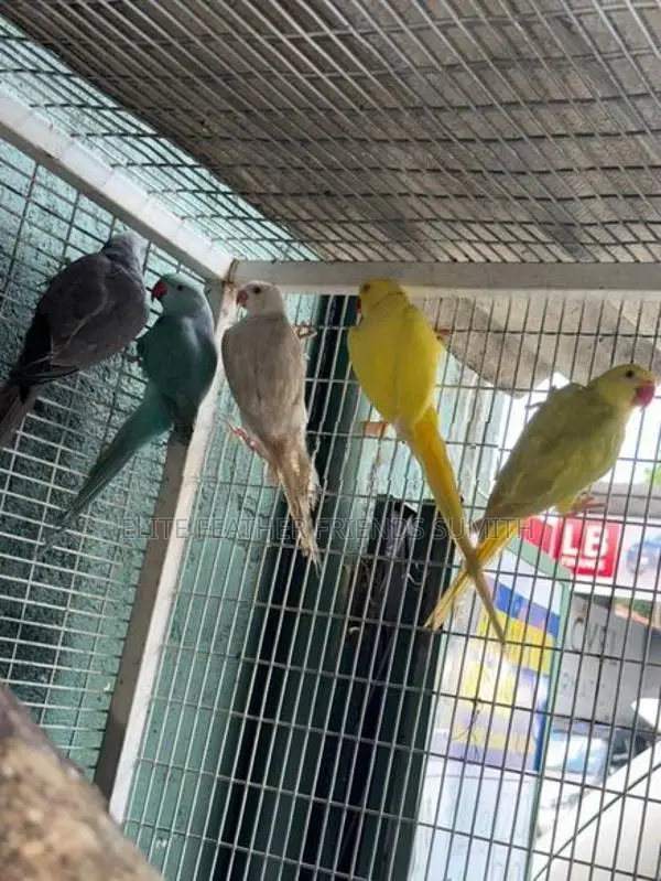 Indian Ring Neck