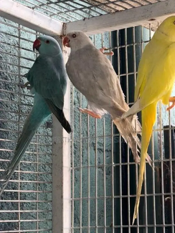 Indian Ring Neck