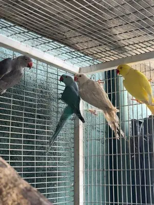 Indian Ring Neck