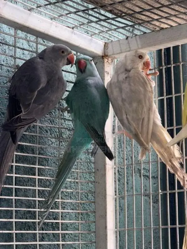 Indian Ring Neck