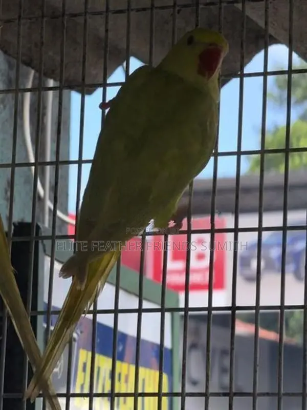 Indian Ring Neck