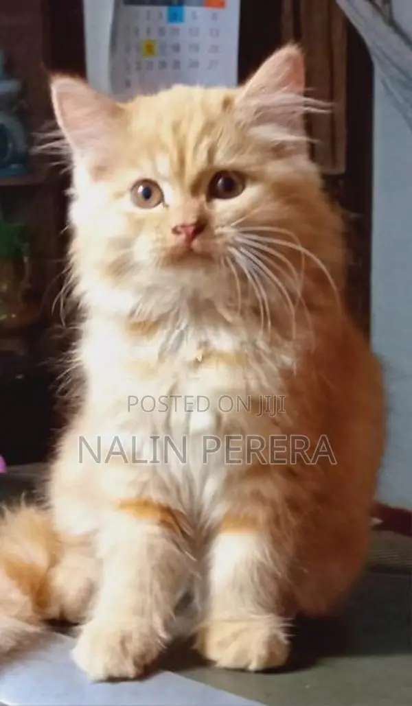 Persian cat