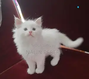 Persian cat