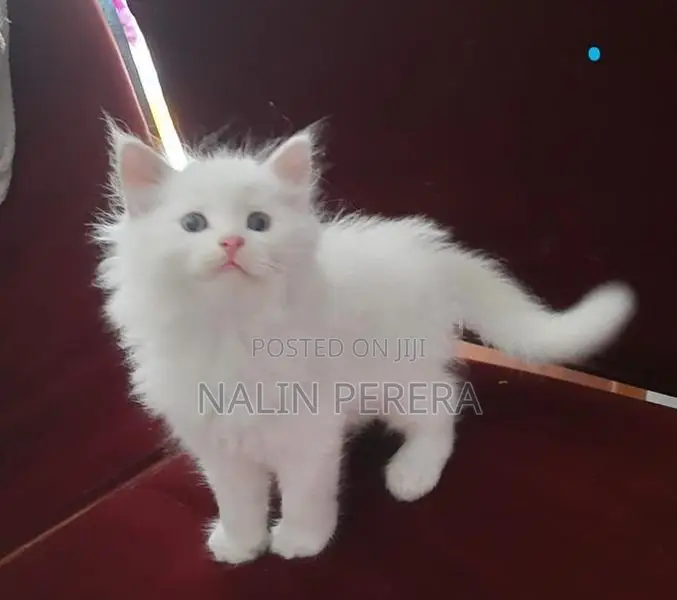 Persian cat