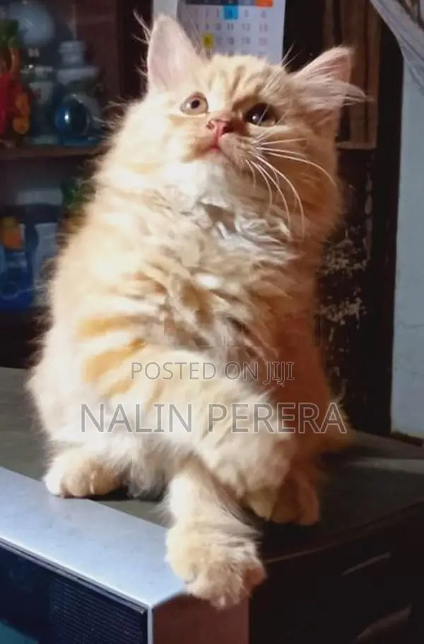 Persian cat
