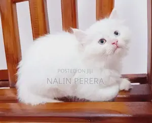Persian cat