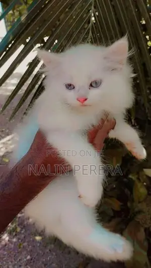 Persian cat