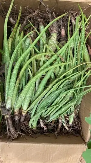 Alovera plant කෝමාරිකා