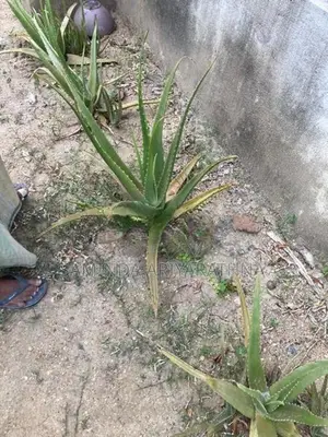 Alovera plant කෝමාරිකා