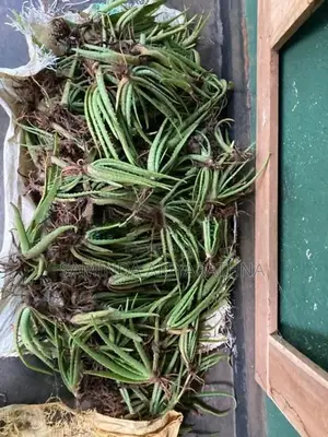 Alovera plant කෝමාරිකා
