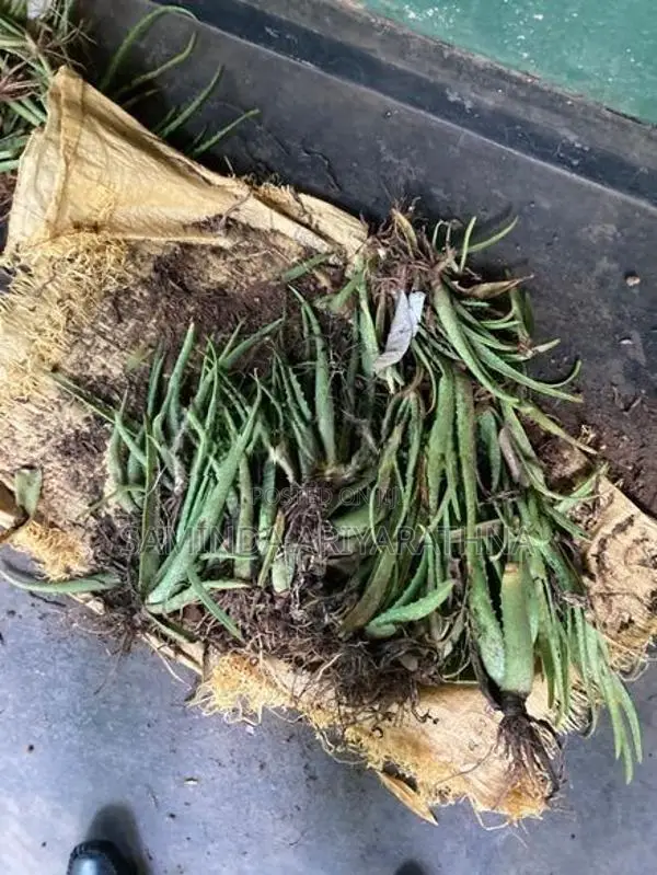 Alovera plant කෝමාරිකා