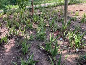 Alovera plant කෝමාරිකා