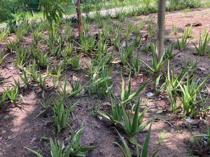 Alovera plant කෝමාරිකා