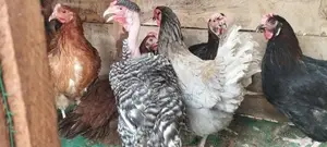 நாட்டுக்கோழி பேடுகள்