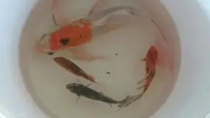 Carp Fish