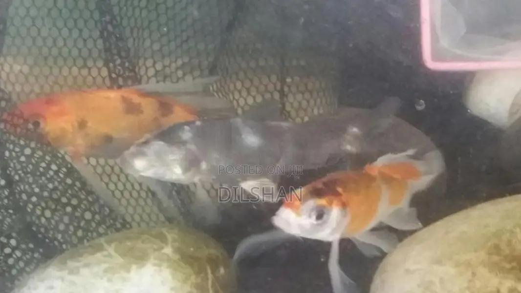 Carp Fish