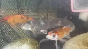Carp Fish
