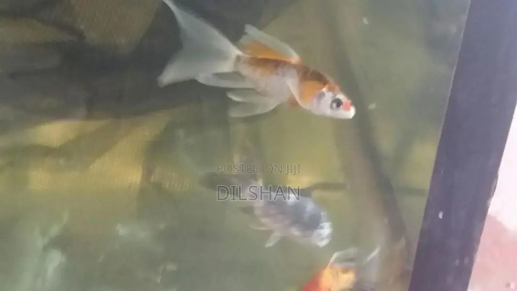 Carp Fish