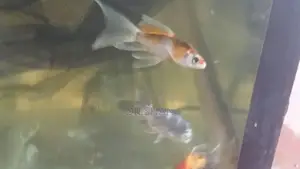 Carp Fish