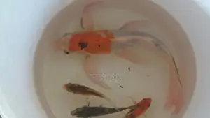Carp Fish
