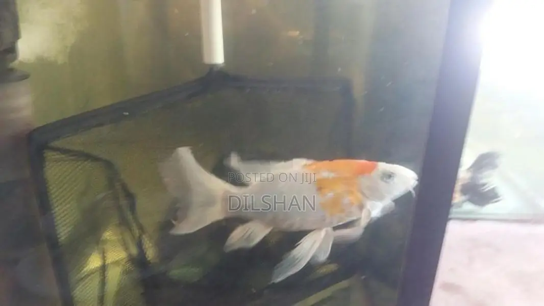 Carp Fish