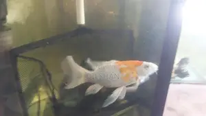 Carp Fish