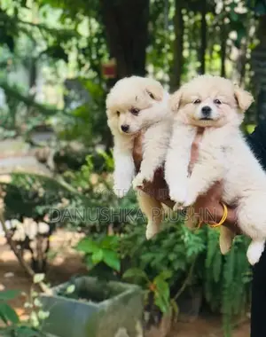 Lion Pomeranian Puppies