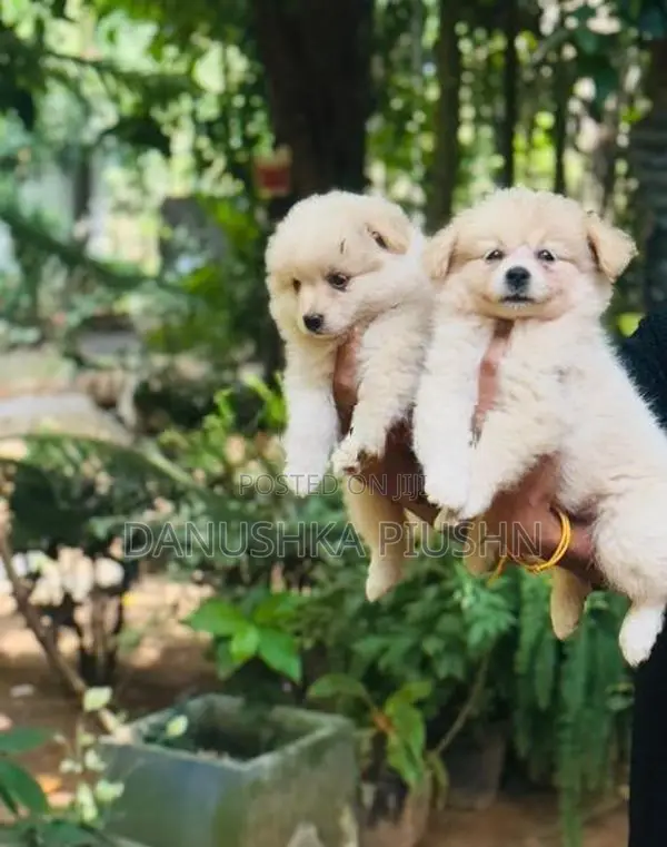Lion Pomeranian Puppies