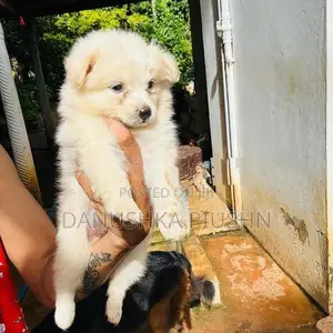 Lion Pomeranian Puppies