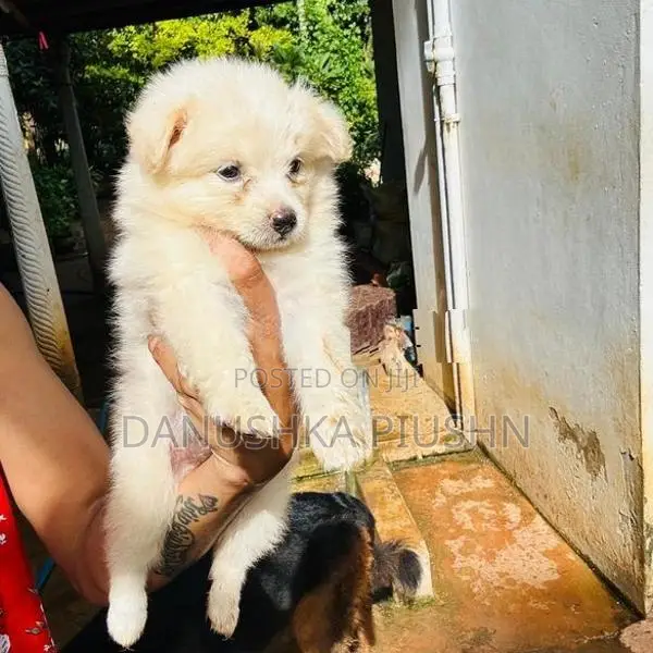 Lion Pomeranian Puppies