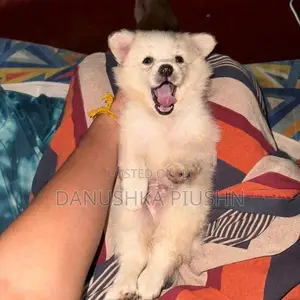 Lion Pomeranian Puppies