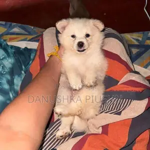 Lion Pomeranian Puppies