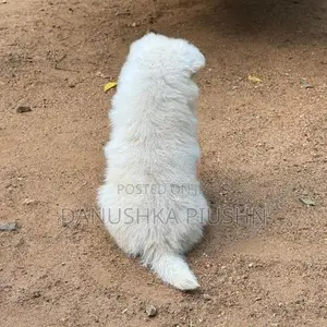 Lion Pomeranian Puppies