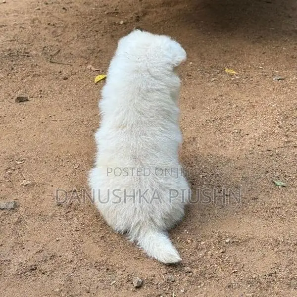 Lion Pomeranian Puppies