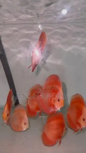 Discus Fish